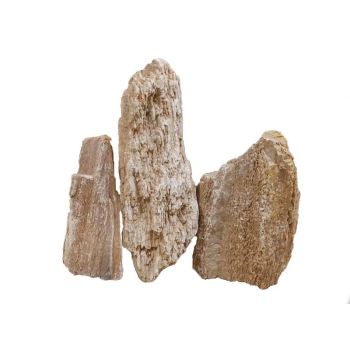 Skała Red Wood fossil